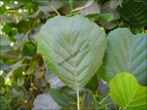 Alnus glutinosa4
