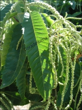 Castanea sativa1