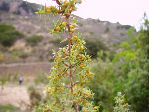 Juniperus oxycedrus6