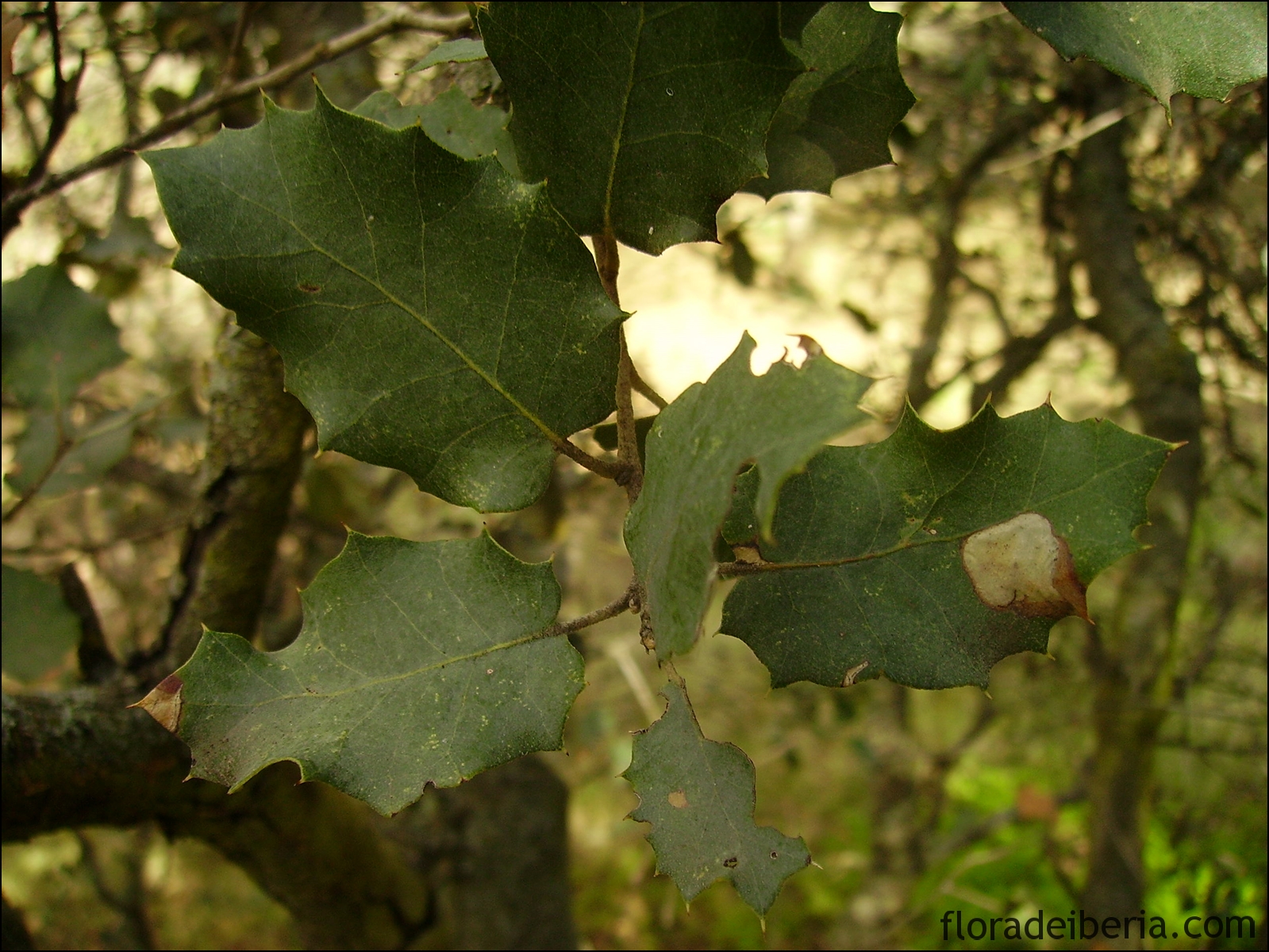 "Quercus ilex" (Encina, carrasca, chaparra)