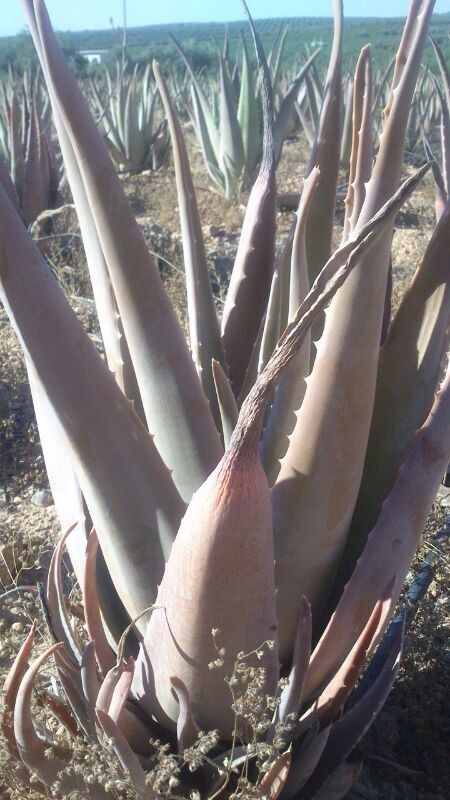 qué se secan las hojas externas Aloe vera?