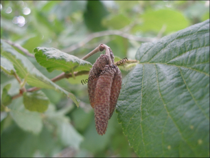 Corylus avellana5