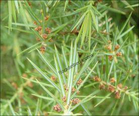 Juniperus communis3