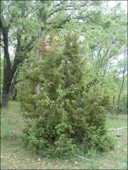 Juniperus communis5