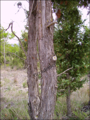Juniperus oxycedrus12