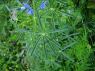 Lupinus angustifolius5