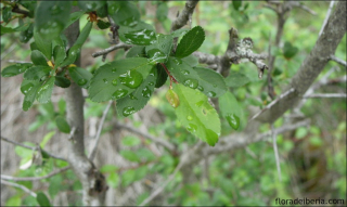 Prunus spinosa1