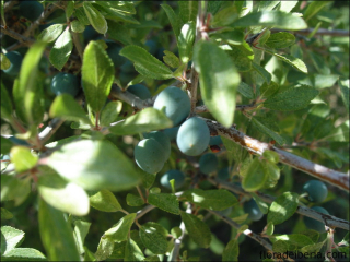 Prunus spinosa3