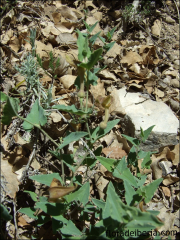 Aristolochia pistolochia1