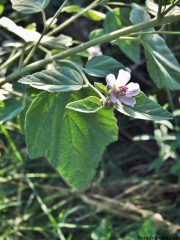 Althaea-officinalis1