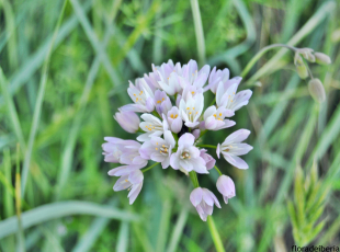 Allium roseum (1)