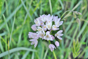 Allium roseum (1)