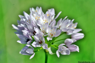 Allium roseum (3)