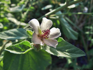 Althaea-officinalis2