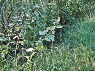 Althaea-officinalis3