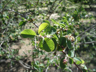 Amelanchier ovalis2