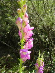 Antirrhinum majus1