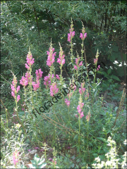 Antirrhinum majus2