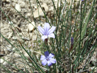 Aphyllantes monspeliensis1