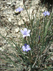 Aphyllantes monspeliensis1
