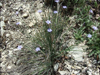 Aphyllantes monspeliensis2