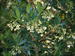 Arbutus unedo3