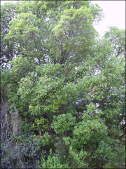 Arbutus unedo9