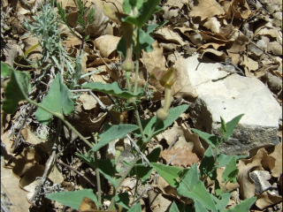Aristolochia pistolochia1