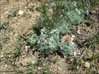 Artemisia pedemontana1