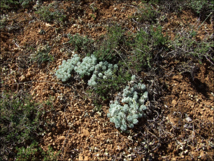 Artemisia pedemontana3