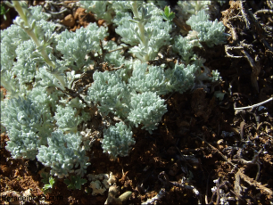 Artemisia pedemontana4