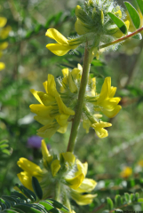 Astragalus alopecuroides3