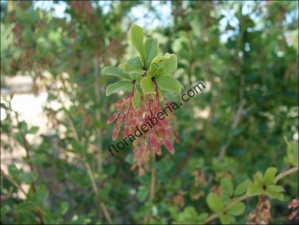 Berberis vulgaris3