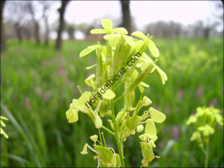Biscutella auriculata2
