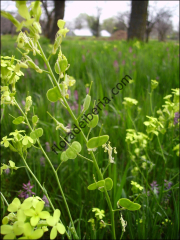 Biscutella auriculata4