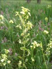 Biscutella auriculata6