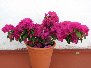 Bougainvillea spectabilis5
