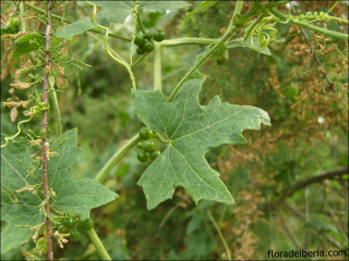 Bryonia dioica2
