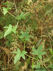 Bryonia dioica3