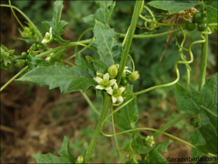 Bryonia dioica4