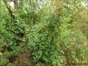 Bryonia dioica5