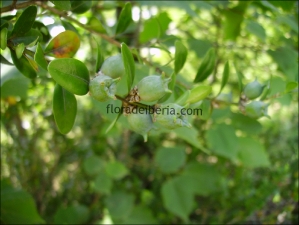 Buxus sempervirens14