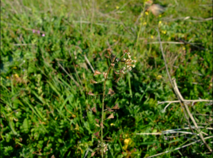 Capsella bursa-pastoris1