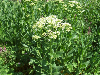Cardaria draba1