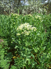 Cardaria draba1