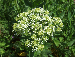 Cardaria draba2