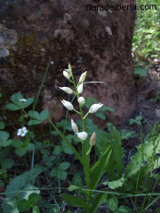 Cephalanthera longifolia2