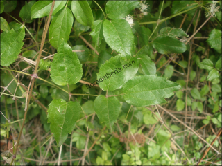 Clematis vitalba1