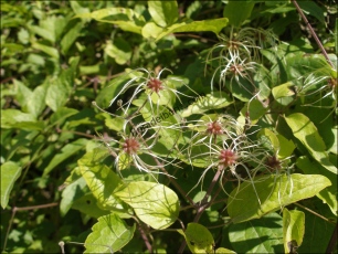 Clematis vitalba4