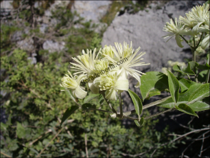 Clematis vitalba6